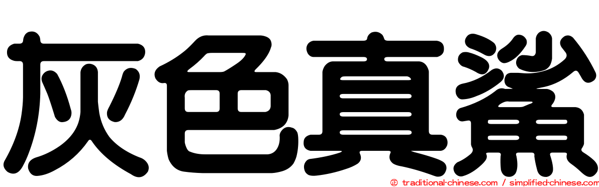 灰色真鯊