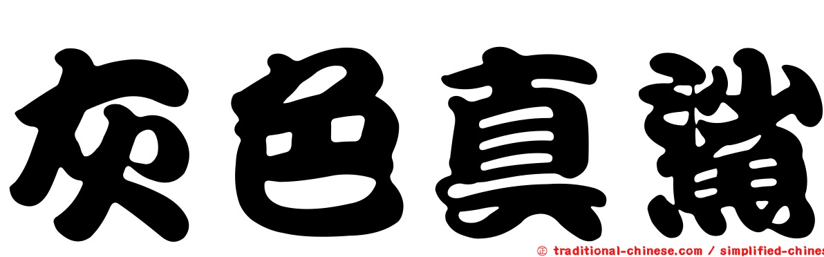 灰色真鯊