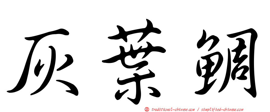 灰葉鯛