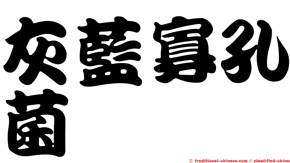 灰藍寡孔菌