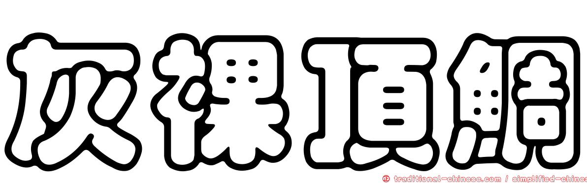 灰裸頂鯛