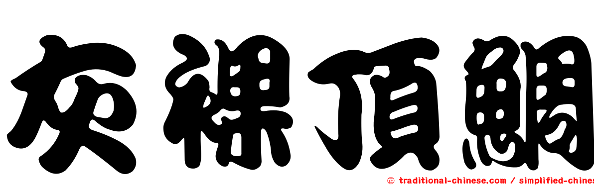灰裸頂鯛