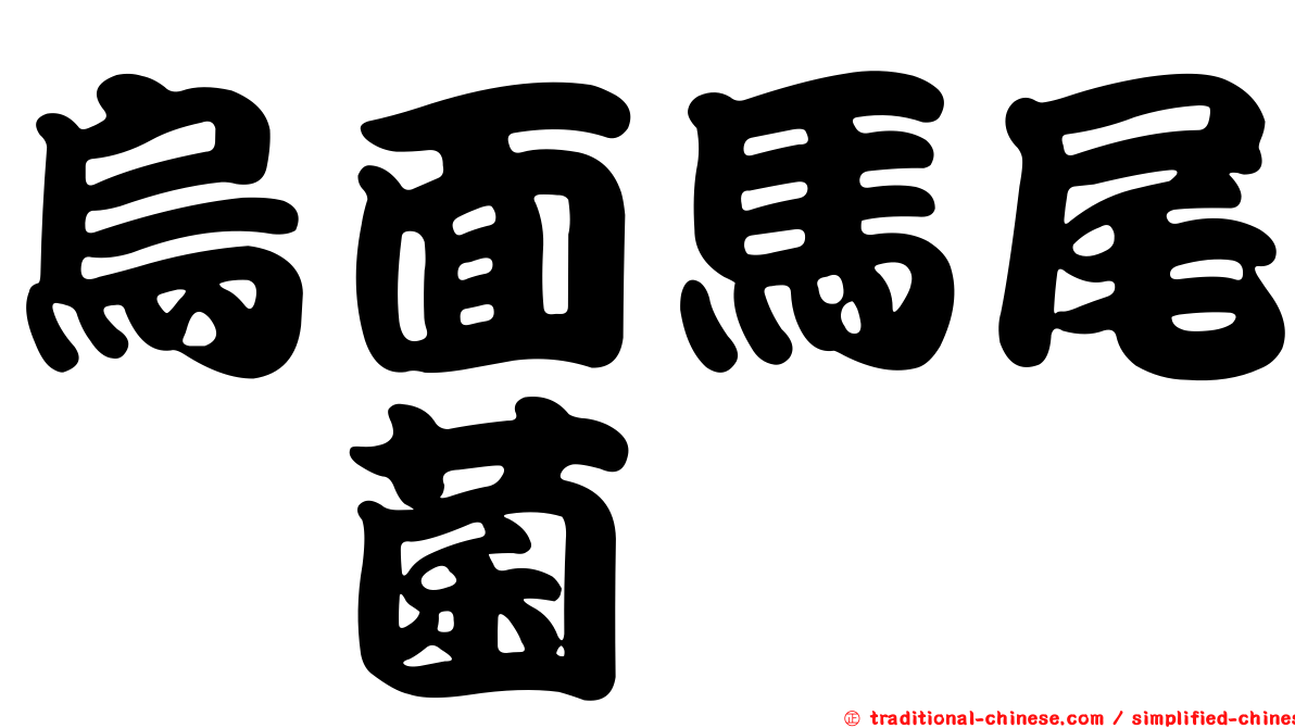 烏面馬尾孢菌