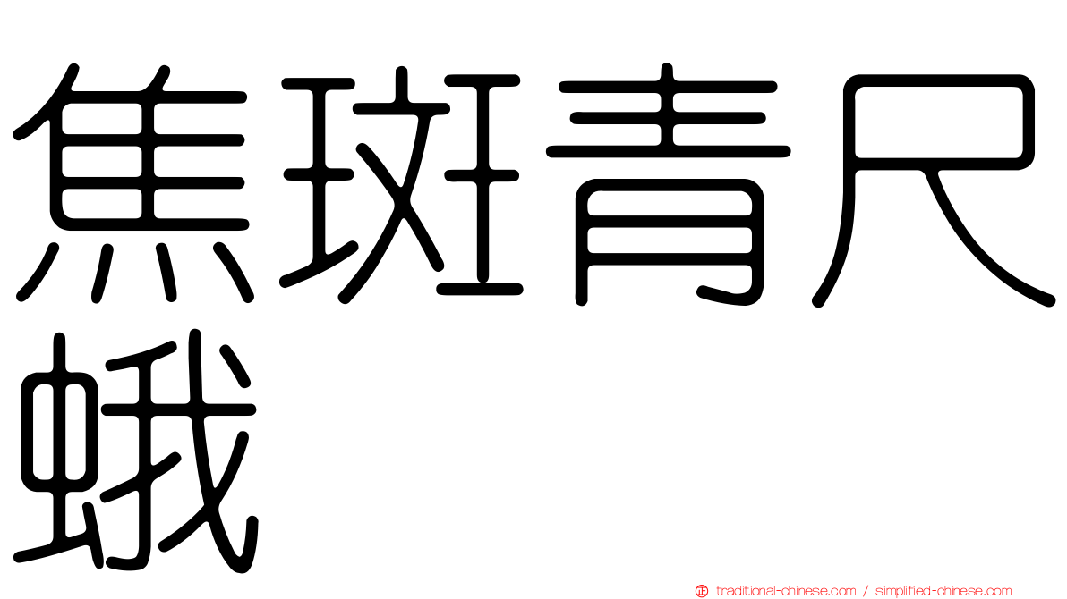焦斑青尺蛾