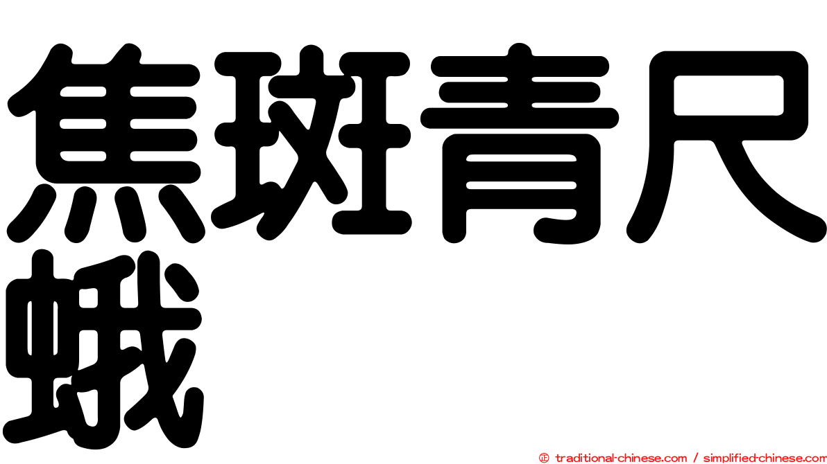 焦斑青尺蛾