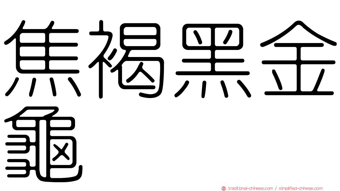 焦褐黑金龜