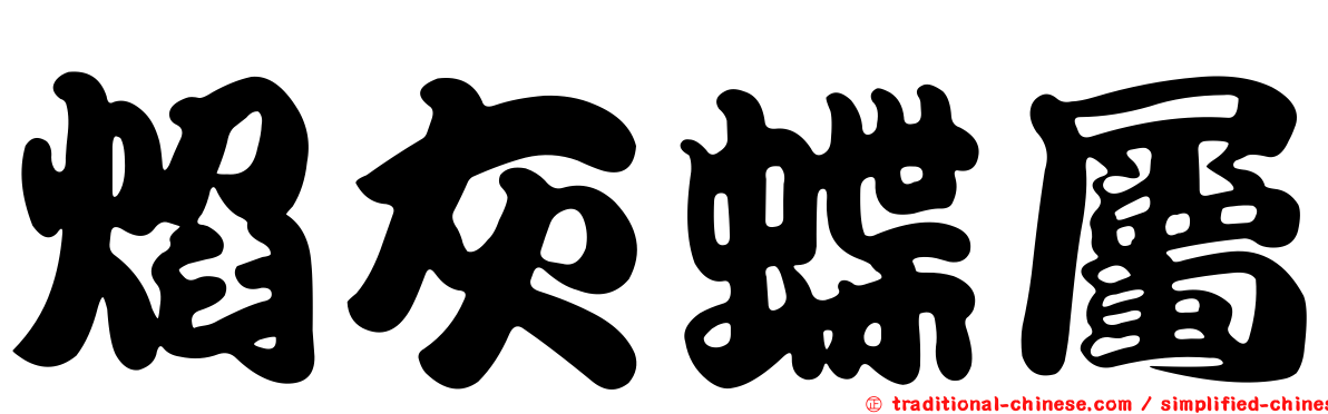 焰灰蝶屬