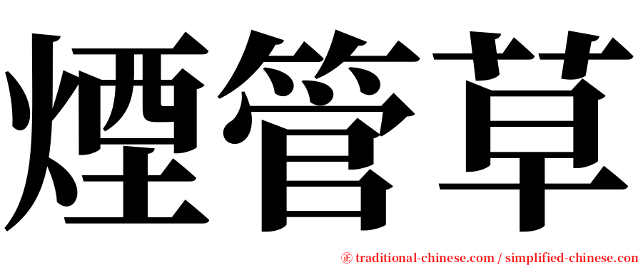煙管草 serif font