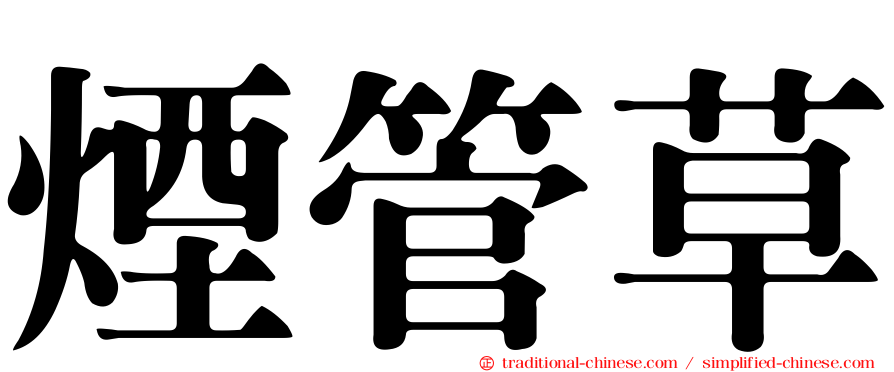 煙管草