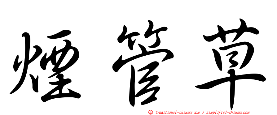 煙管草
