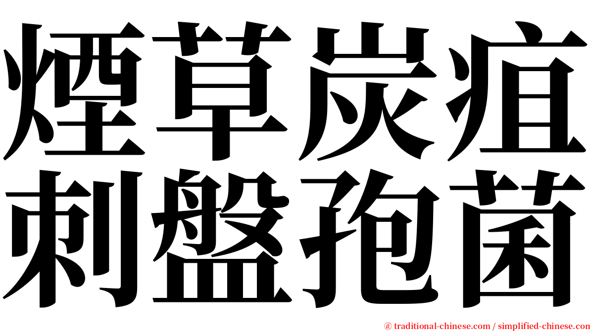 煙草炭疽刺盤孢菌 serif font