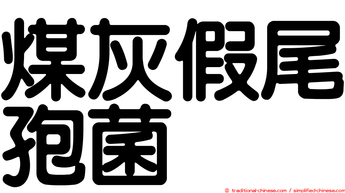 煤灰假尾孢菌