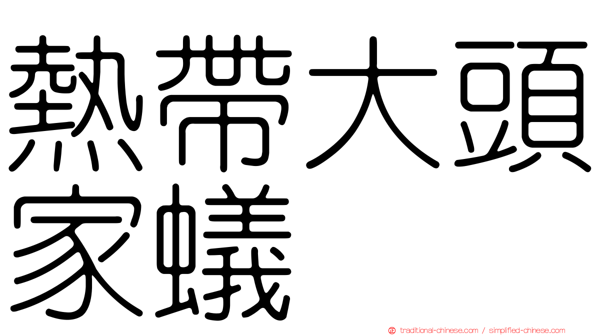 熱帶大頭家蟻