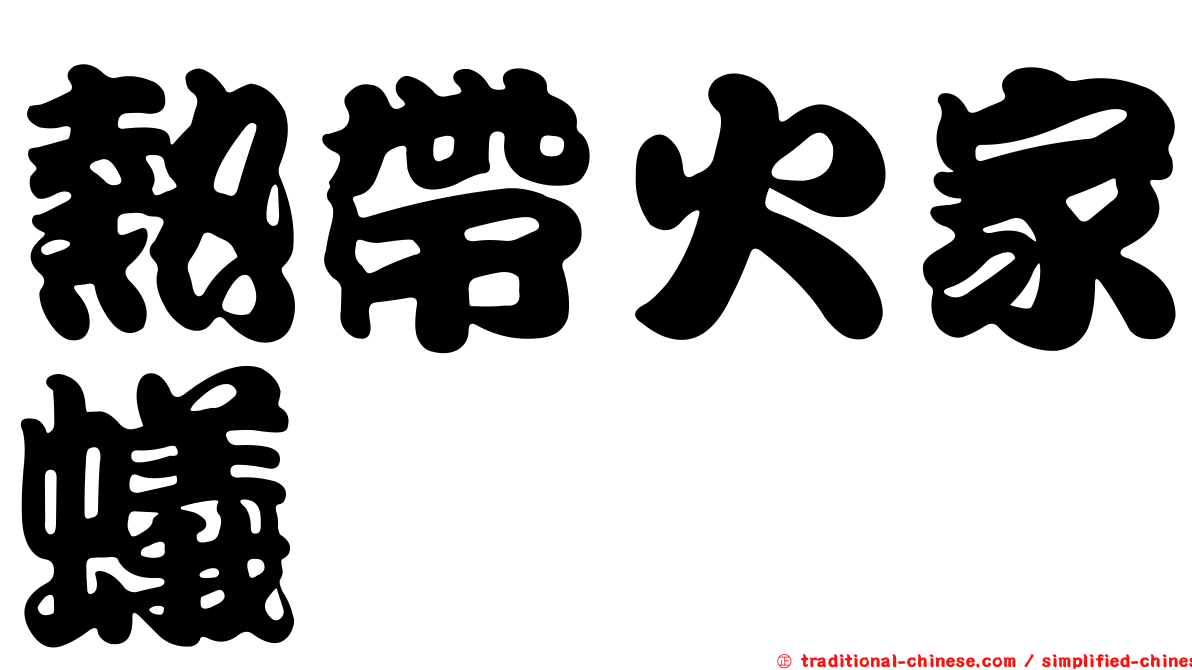 熱帶火家蟻