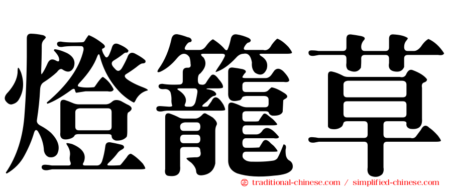 燈籠草