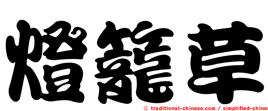 燈籠草