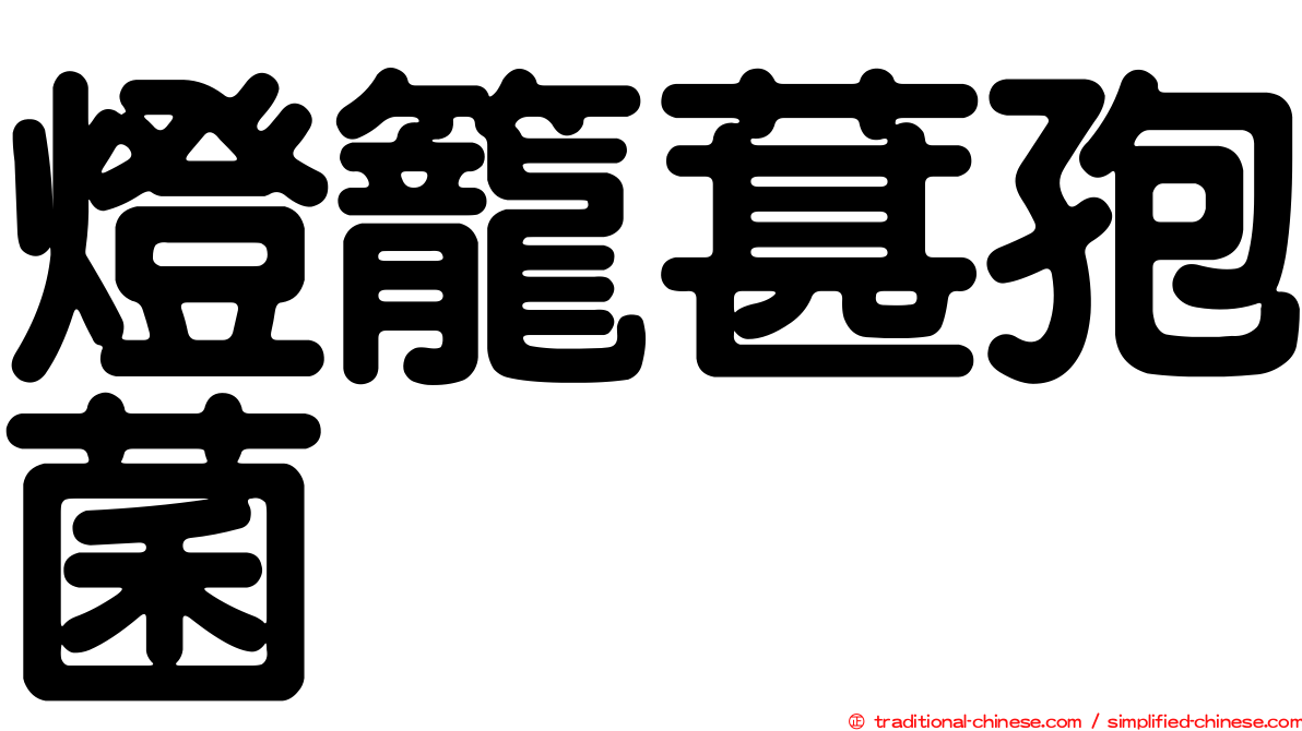 燈籠葚孢菌