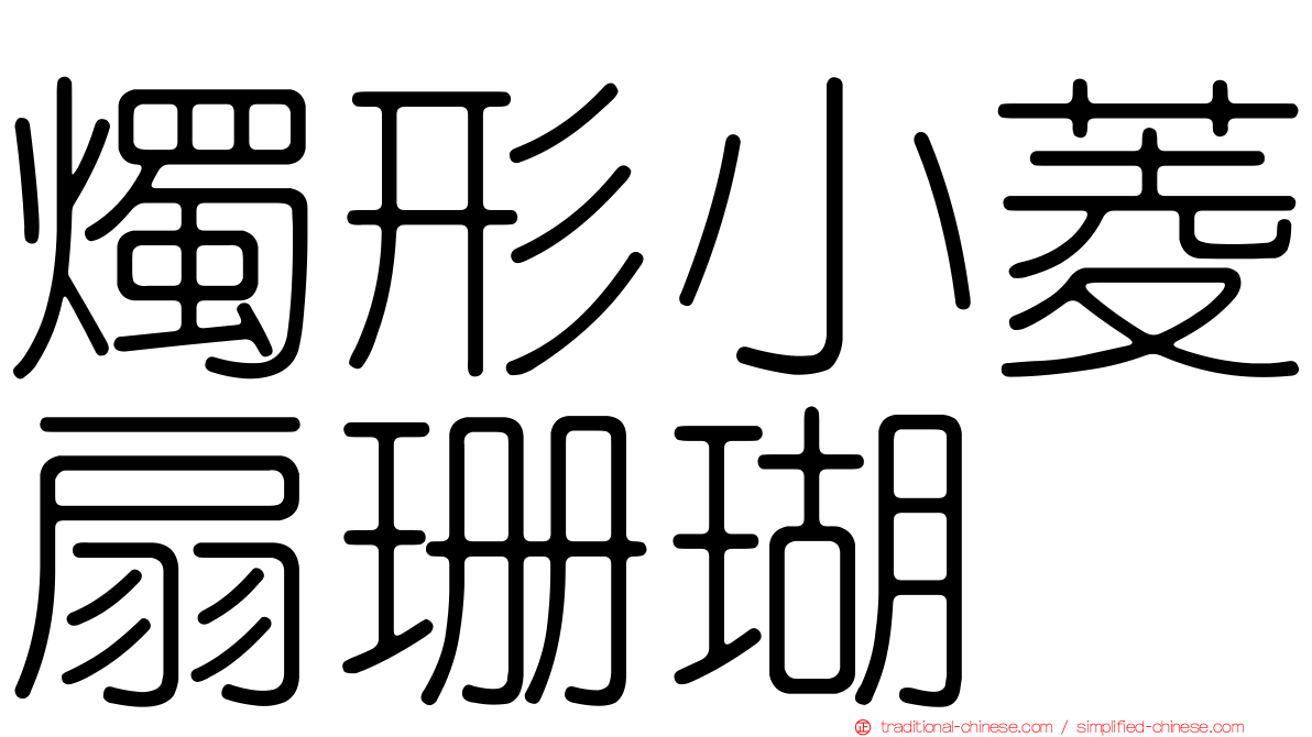 燭形小菱扇珊瑚
