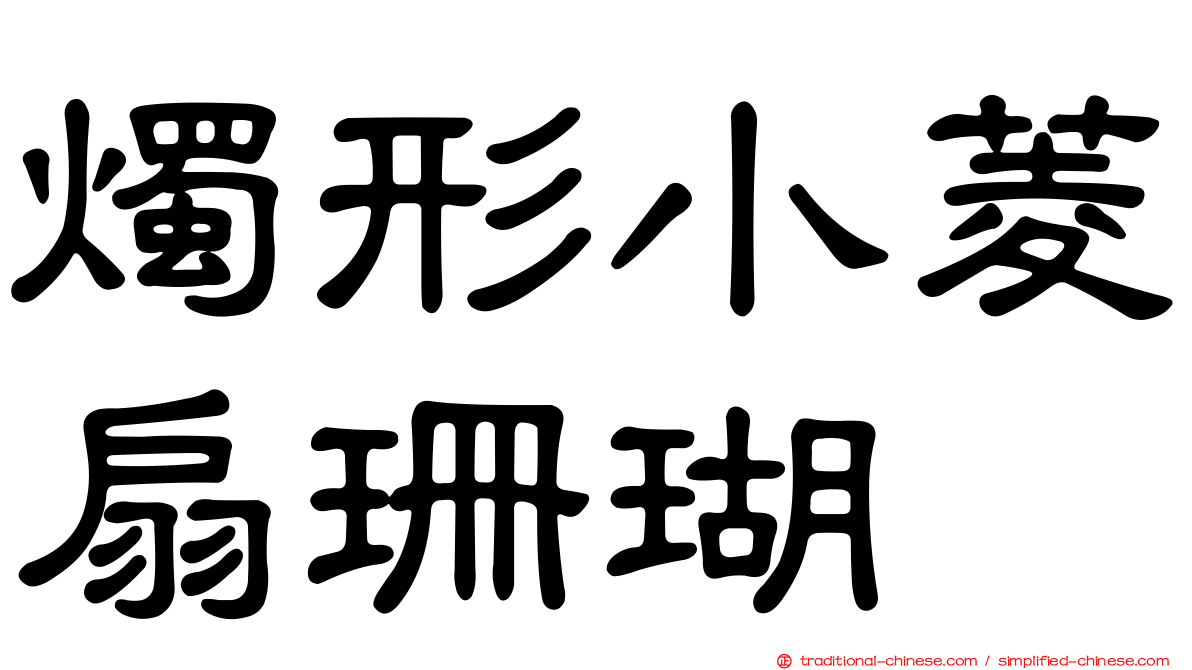 燭形小菱扇珊瑚