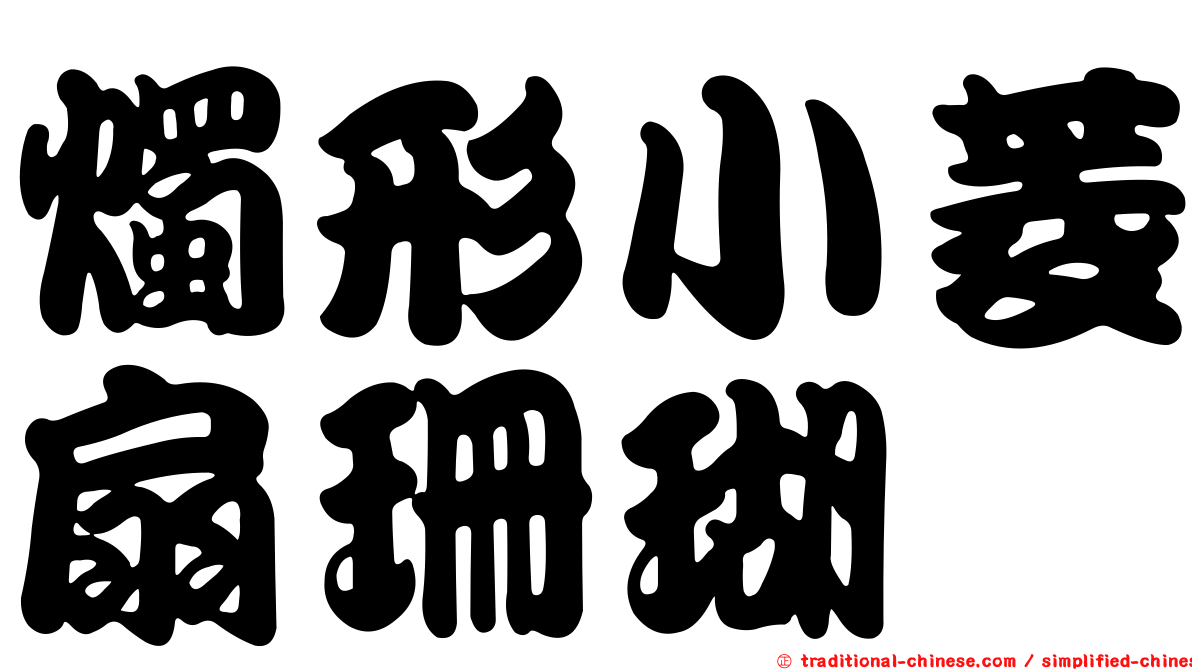 燭形小菱扇珊瑚