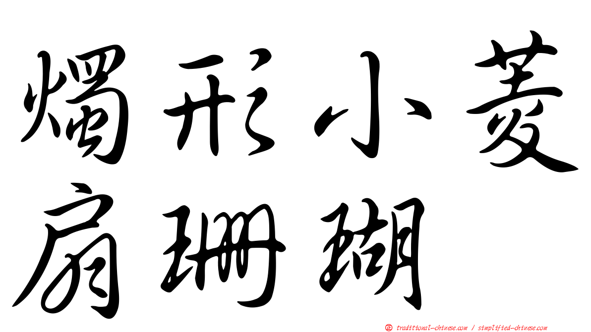 燭形小菱扇珊瑚