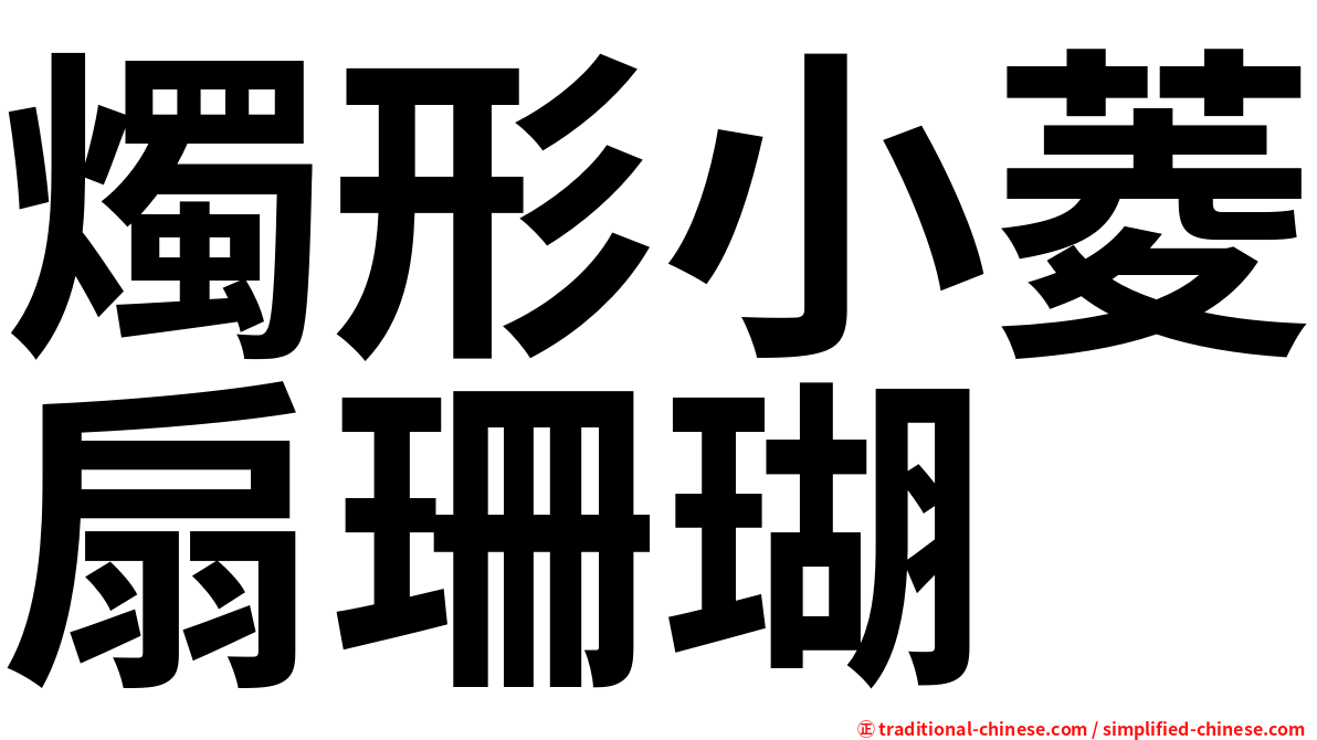 燭形小菱扇珊瑚