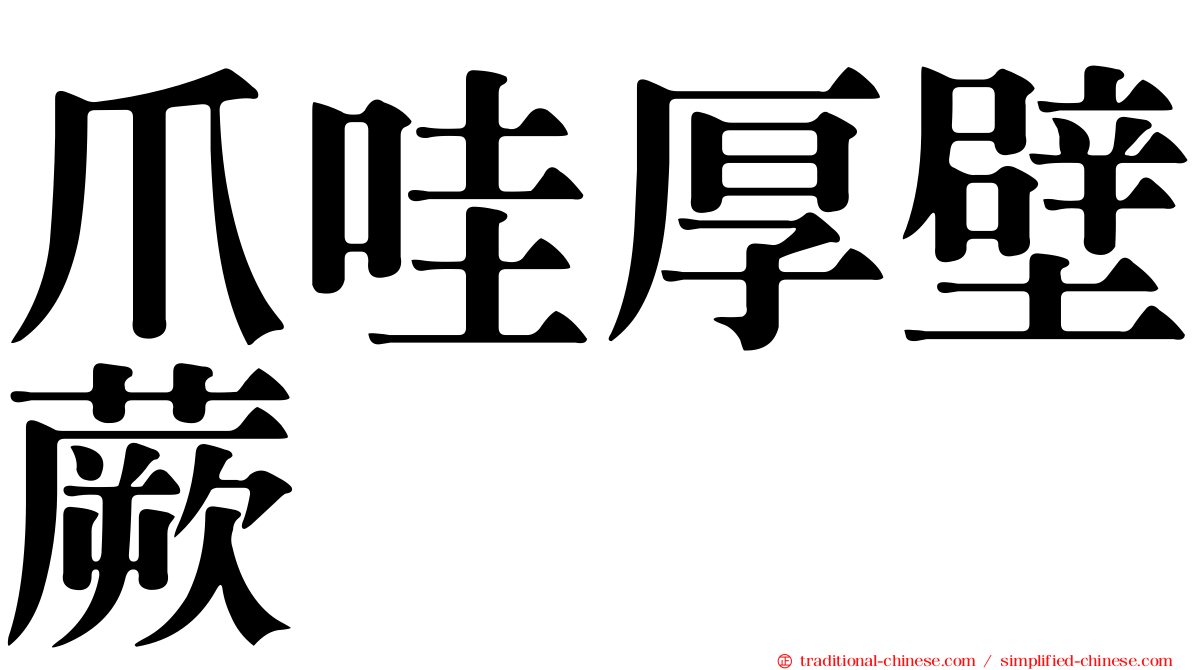 爪哇厚壁蕨