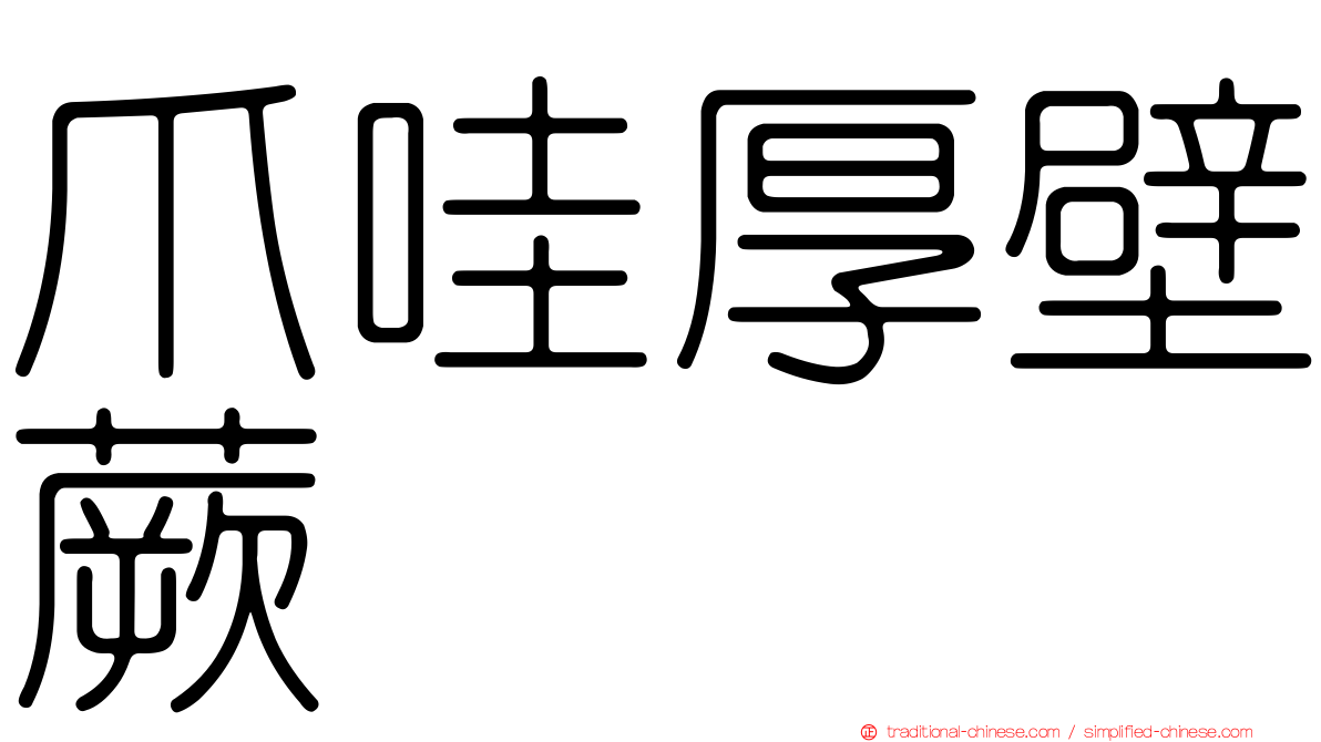 爪哇厚壁蕨