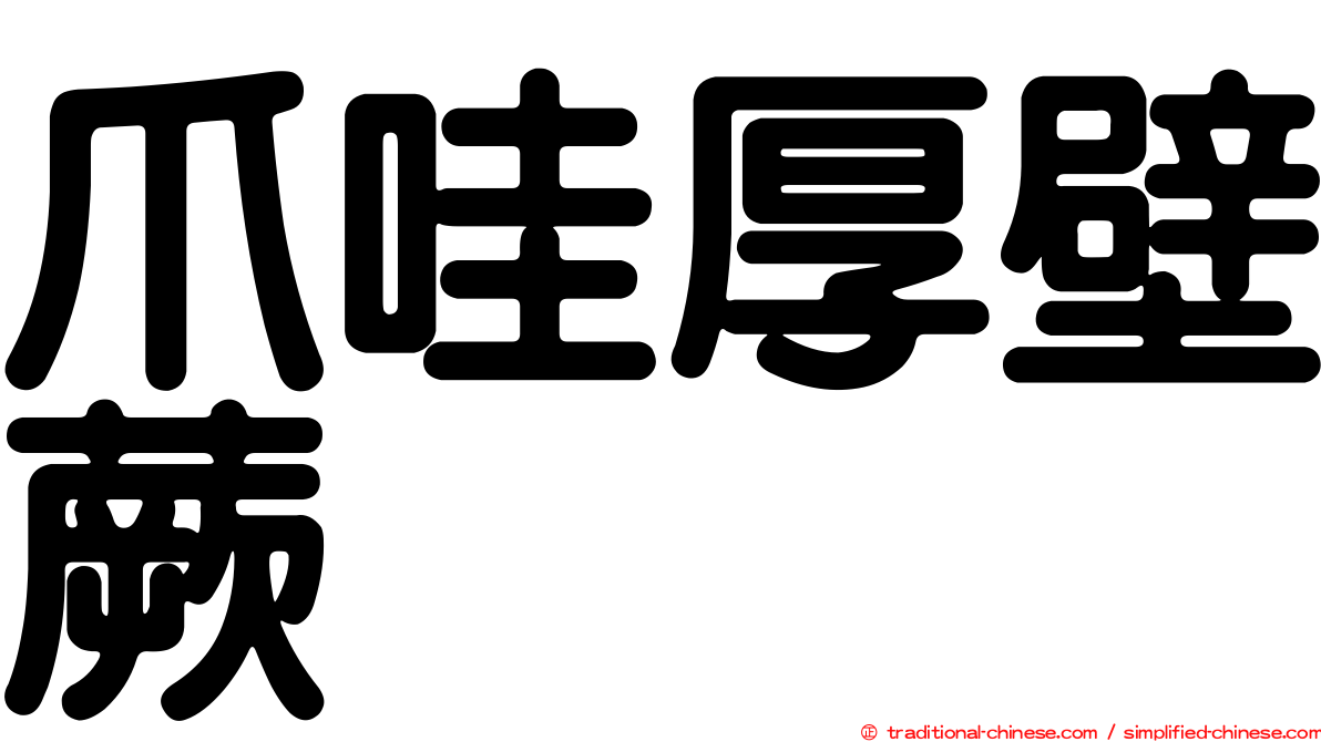 爪哇厚壁蕨