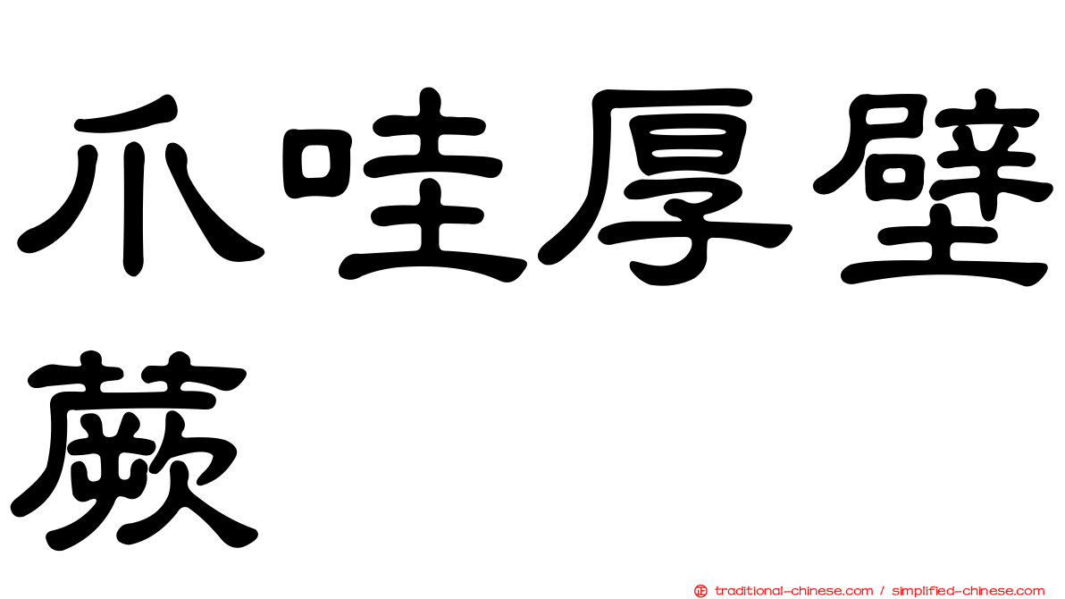 爪哇厚壁蕨