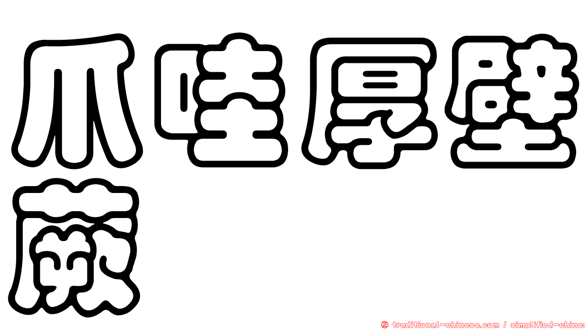 爪哇厚壁蕨