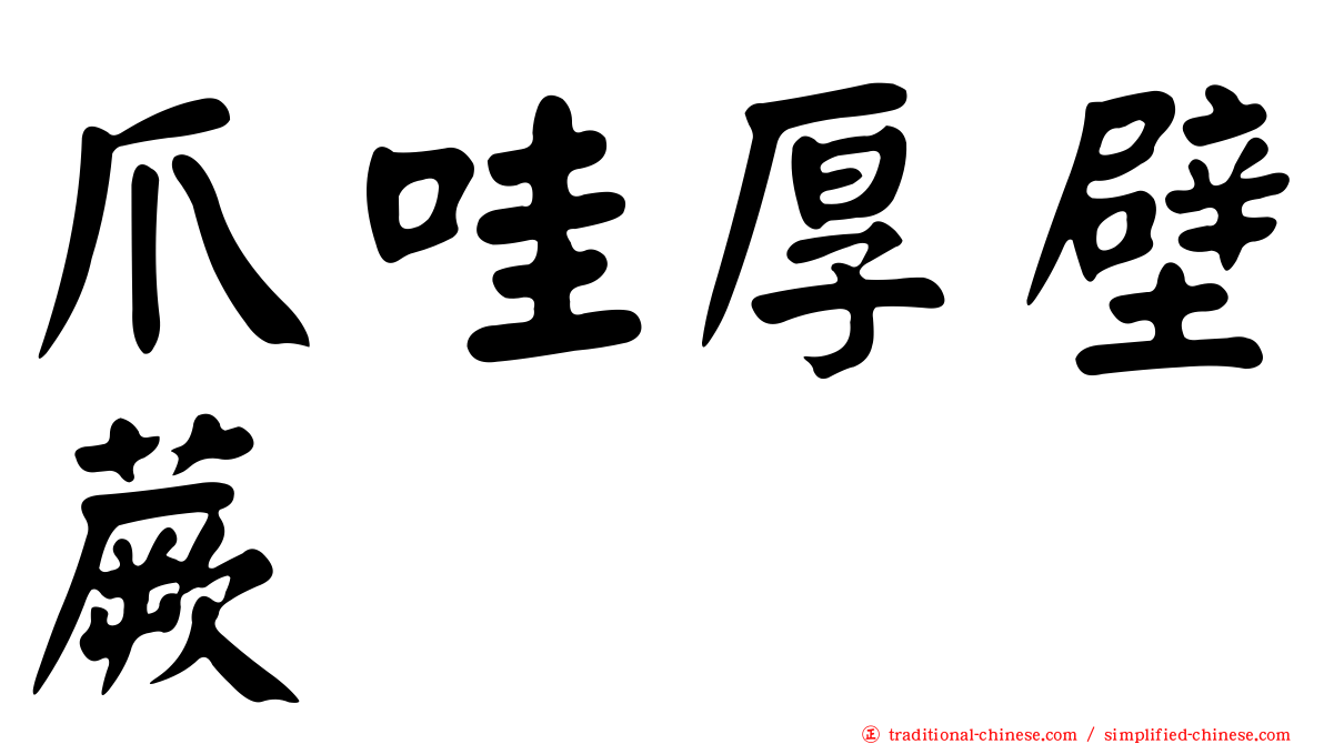 爪哇厚壁蕨