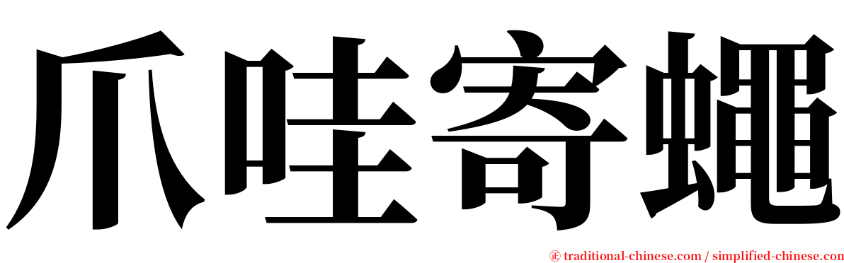 爪哇寄蠅 serif font