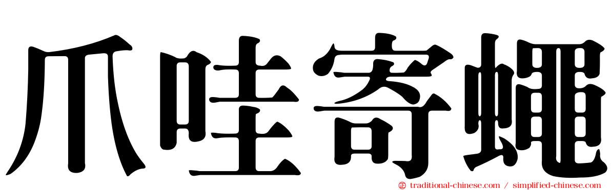 爪哇寄蠅