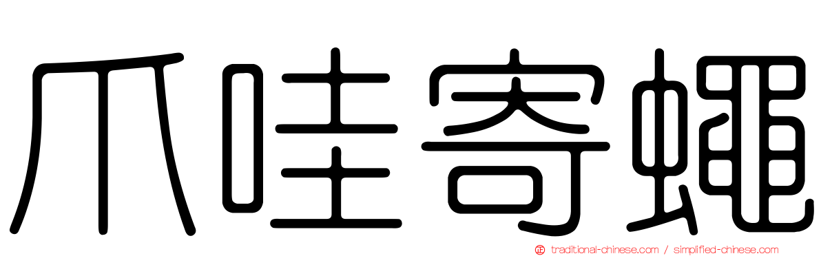 爪哇寄蠅
