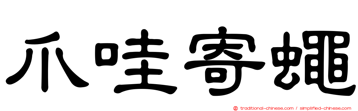 爪哇寄蠅