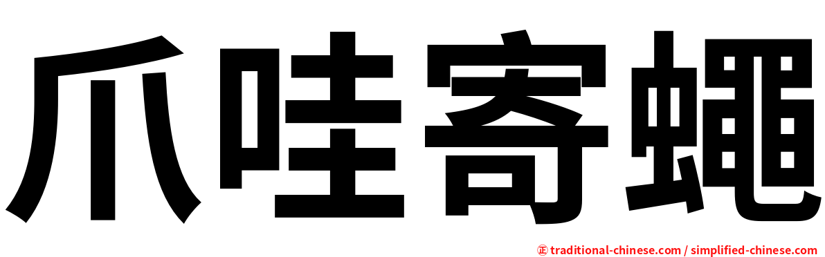 爪哇寄蠅
