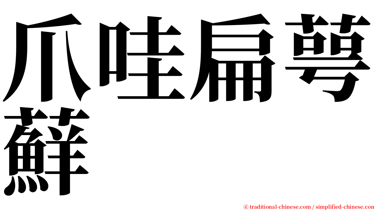 爪哇扁萼蘚 serif font