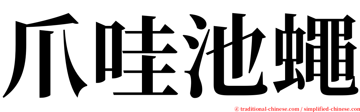 爪哇池蠅 serif font