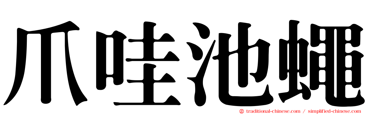 爪哇池蠅