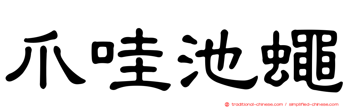 爪哇池蠅