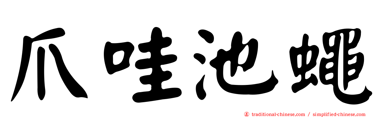 爪哇池蠅
