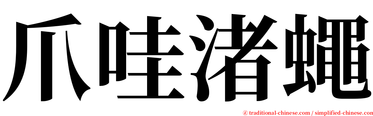 爪哇渚蠅 serif font