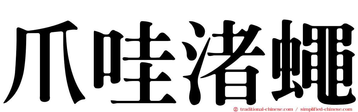爪哇渚蠅