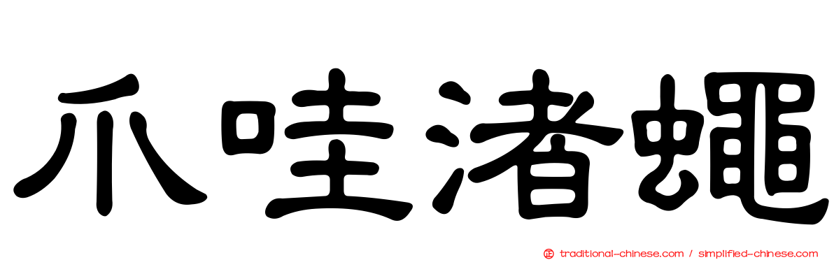 爪哇渚蠅