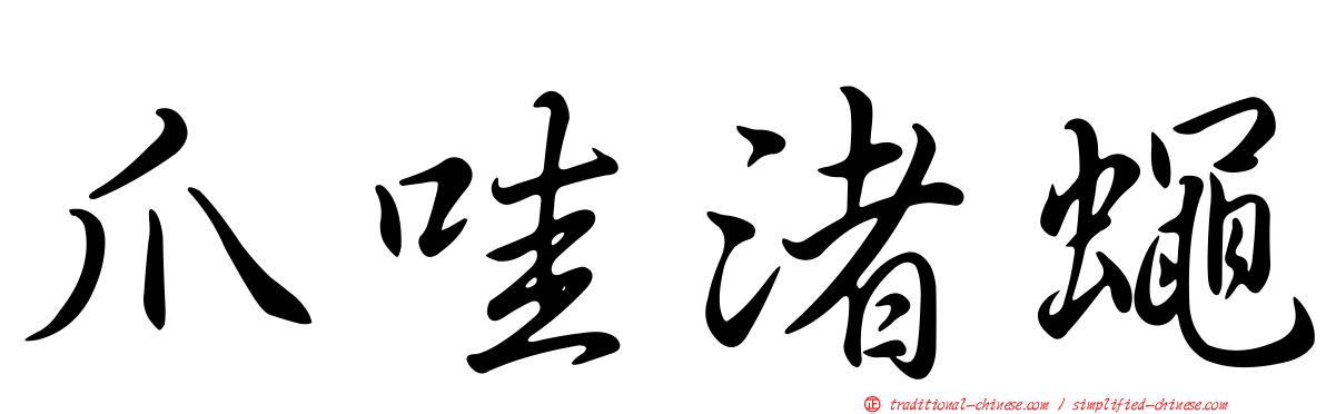 爪哇渚蠅