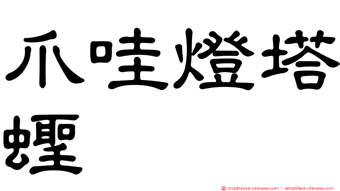 爪哇燈塔蟶