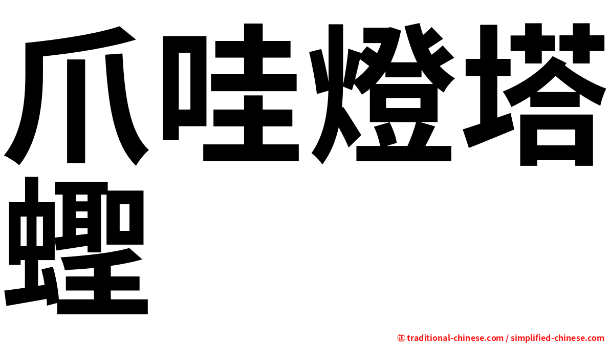 爪哇燈塔蟶