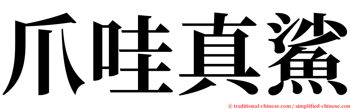 爪哇真鯊 serif font