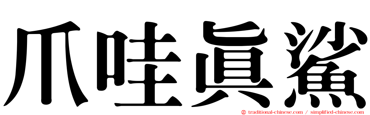 爪哇真鯊